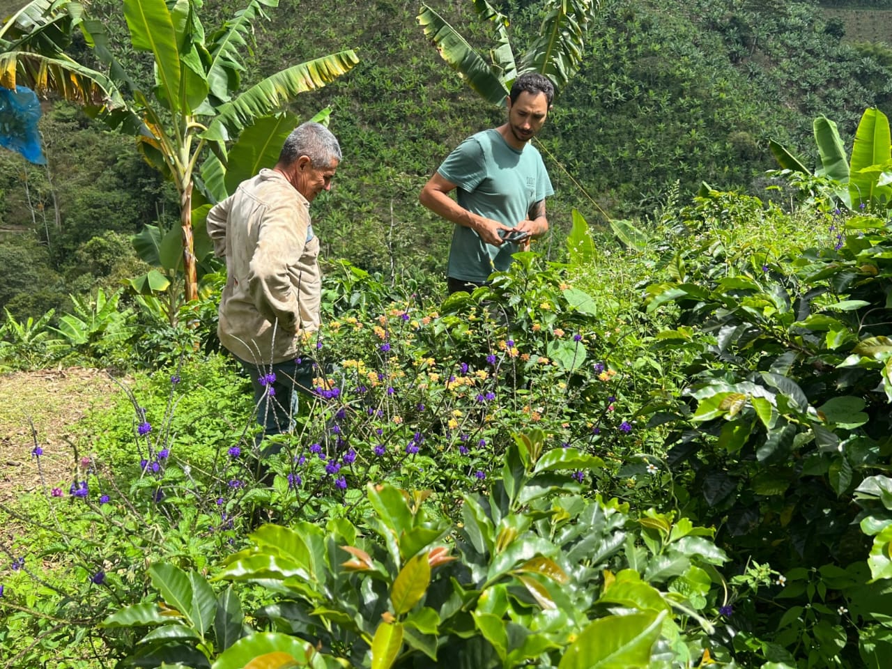 Flower corridor in bloom between coffee plants, where bees forage
