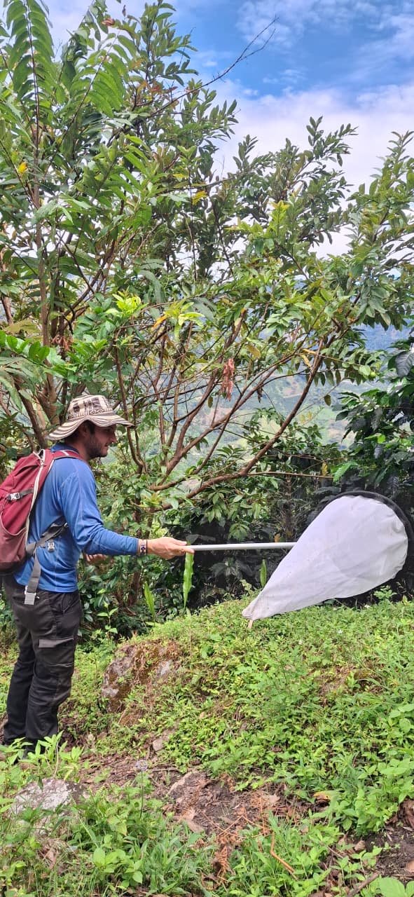 Sampling pollinators with an insect net