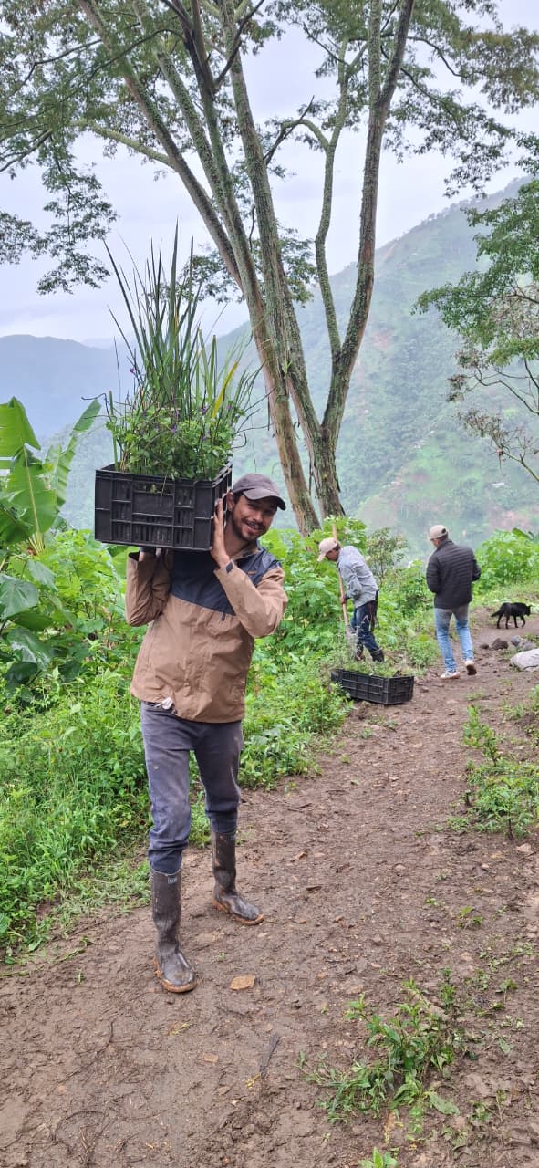 Carrying native plants up the hillside